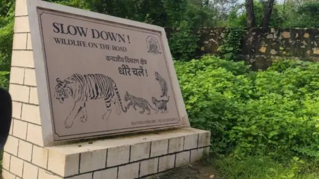 समितीच्या स्थापनेचे आदेश देताना राजस्थानचे मुख्य वन संरक्षक पवन कुमार उपाध्याय यांनी टायगर मॉनिटरींग रिपोर्टमध्ये खूप दिवसांपासून वाघ बेपत्ता असल्याचं दिसत असल्याचं म्हटलंय. 