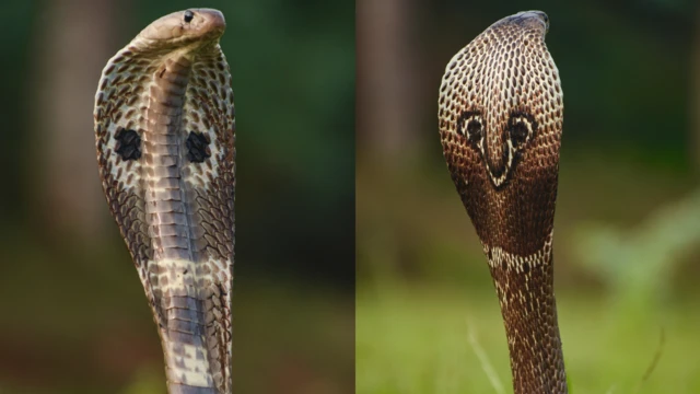 நஞ்சுள்ள, நஞ்சற்ற பாம்புகளை வகைப்படுத்தி எளிதாக அடையாளம் காண்பது எப்படி?