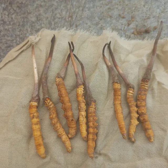 यार्सागुम्बा