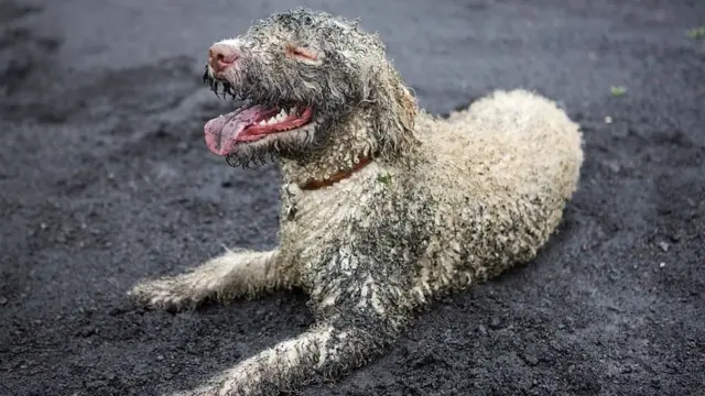 কাদামাটিতে বসে আছে একটি কুকুর
