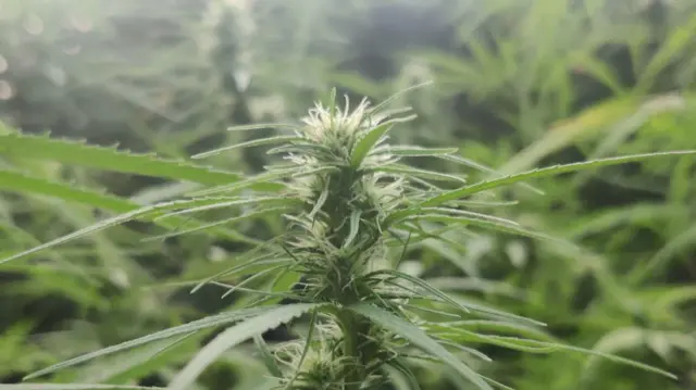 గంజాయి మొక్క