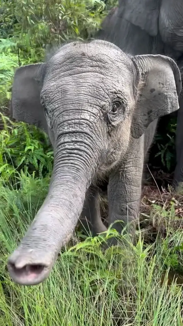 Tari merupakan salah satu gajah di TNTN yang kerap mencuri perhatian warganet karena sikapnya yang lucu dan menggemaskan. 