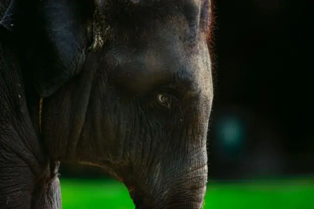 மக்னா யானைகள் ஆண் யானைகள் தானா? இவை ஆக்ரோஷமாக இருப்பது ஏன்?