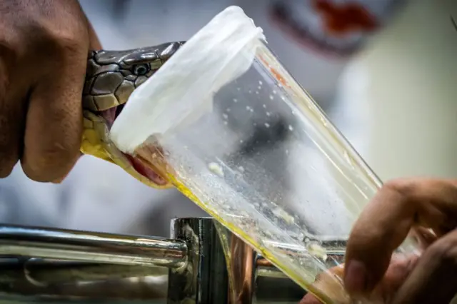 Dem comot venom from snake