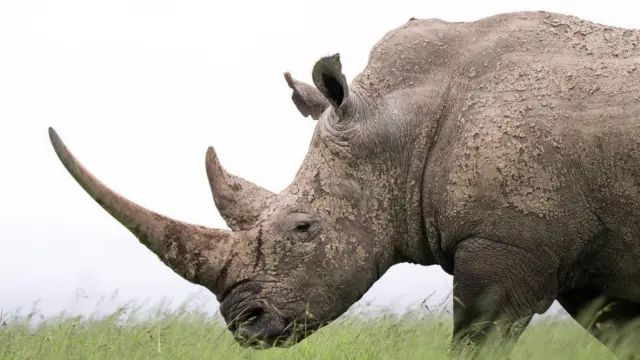 దక్షిణాఫ్రికా, ఖడ్గమృగం