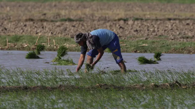 Agricultor maneja plantasjk poker clubárea inundada