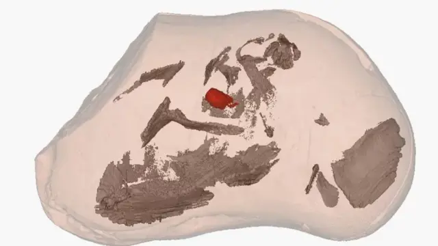Balık fosili