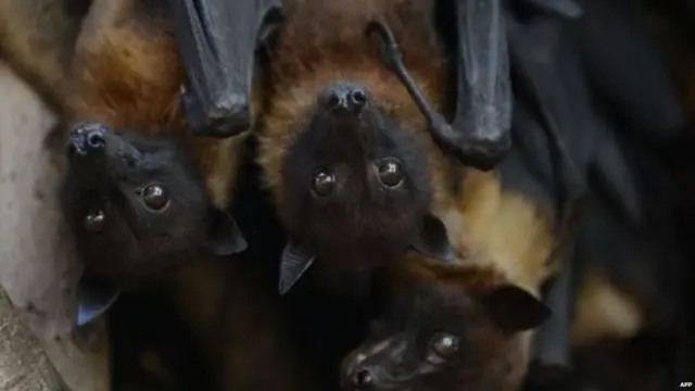 ਚਮਗਿੱਦੜ