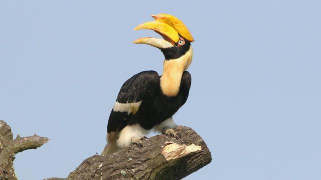 இருவாச்சி - உலக காட்டுயிர் தினம்