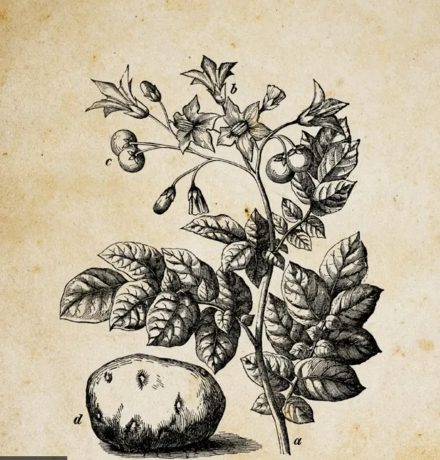 馬鈴薯(Solanum tuberosum)植株的插圖,其果實小得像番茄