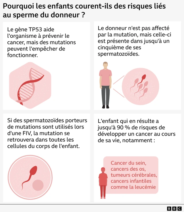 Infographie expliquant comment une mutation du gène TP53 dans le sperme du donneur peut entraîner un risque de cancer chez les enfants conçus par FIV. En haut à gauche, un brin d'ADN est représenté avec le texte : "TP53 aide l'organisme à prévenir le cancer, mais des mutations peuvent l'empêcher de fonctionner". En haut à droite, une silhouette humaine est représentée à côté d'illustrations de spermatozoïdes avec le texte : "le donneur n'est pas affecté par la mutation, mais celle-ci est présente dans près d'un cinquième de ses spermatozoïdes". En bas à gauche, un spermatozoïde est représenté dans un cercle avec le texte : "si des spermatozoïdes mutés sont utilisés lors d'une FIV, la mutation se retrouvera dans toutes les cellules de l'enfant". En bas à droite, la silhouette d'un enfant est représentée avec le texte suivant : "l'enfant ainsi conçu a jusqu'à 90 % de risques de développer un cancer au cours de sa vie, notamment un cancer du sein, un cancer des os, une tumeur cérébrale ou un cancer infantile comme la leucémie."