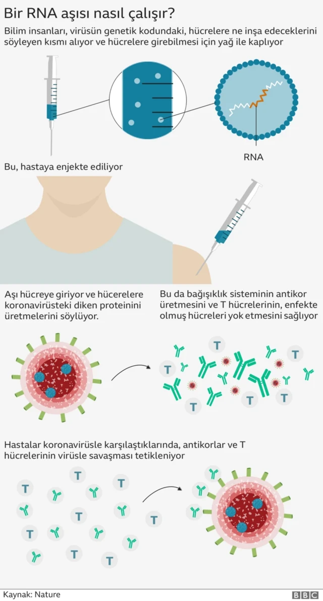 Mrna grafik 