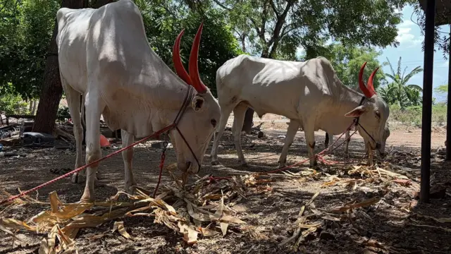 जनावरे