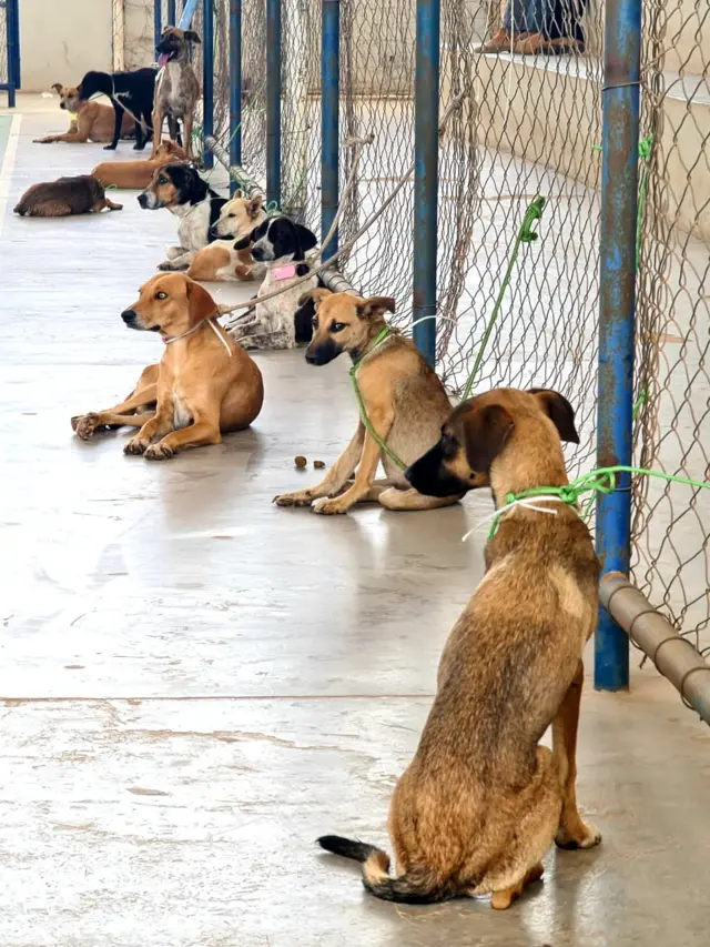 animais aguardando a castração