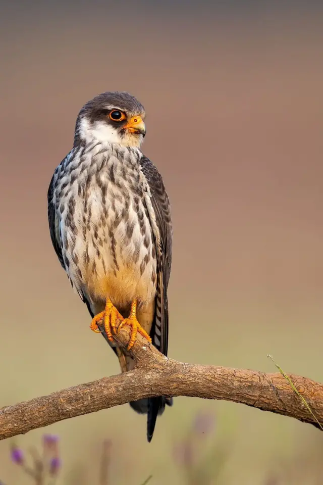 ગુજરાતનાં પક્ષીઓ, આમુર ફાલ્કન, યાયાવર પક્ષી, બીબીસી ગુજરાતી, આફ્રિકા, મણિપુર, પક્ષીઓનો પ્રવાસ