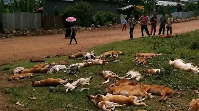 Plenti dead dogs from Ethiopia
