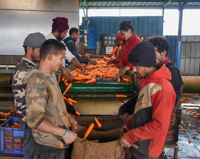 நீலகிரி செய்திகள், ஊட்டி கேரட், தமிழ்நாடு செய்திகள், தமிழக செய்திகள்