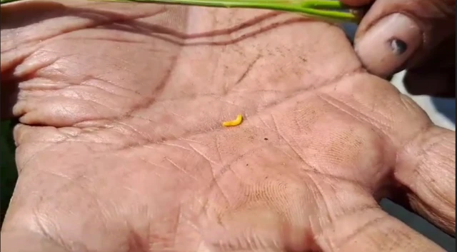 અમરેલીમાં ઘઉંના પાકમાં પડી ઇયળ