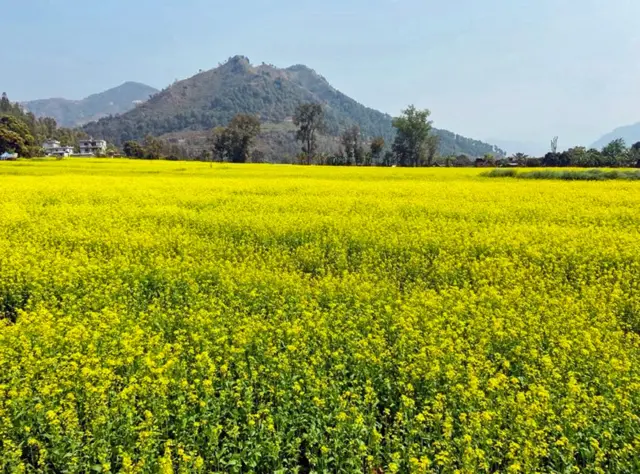 सिन्धुपाल्चोकमा तोरीबारी