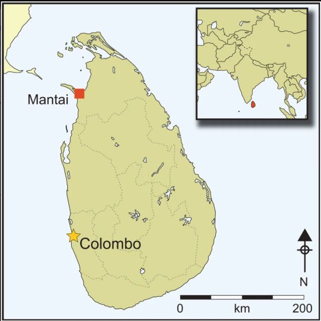 இலங்கை, கிராம்பு, மாந்தை துறைமுகம் 