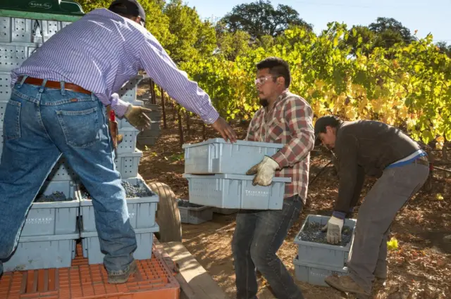 ক্যালিফোর্নিয়ার নাপা ভ্যালিতে আঙুর ক্ষেতে কাজ করছেন বিদেশি অভিবাসীরা