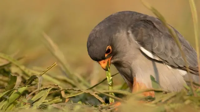 అముర్ ఫాల్కన్