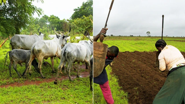 Manoma da wasu shanu