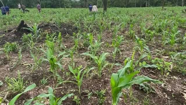 Ubi ebe a kọrọ ọka