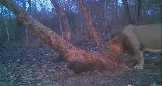 ગીર સિંહ, એશિયાઈ સિંહ, ગીરનું અભ્યારણ્ય, સિંહની ત્રાડ, સિંહની ગર્જના, સિંહનું પ્રજનન સંવનન, સિંહોનો પેશાબ શું સૂચવે છે, બીબીસી ગુજરાતી સાથે સમજો