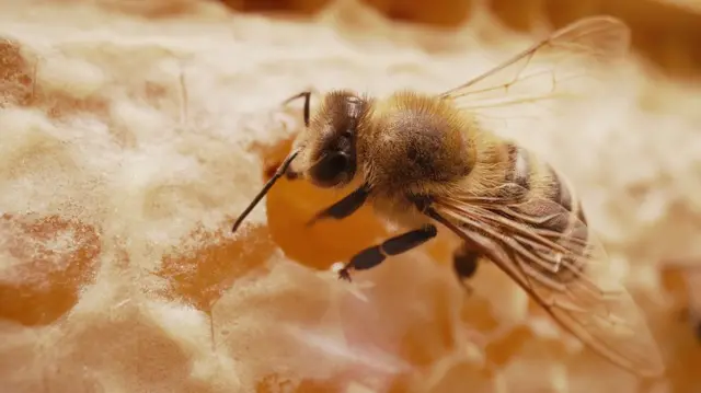 தேன் கூட்டில் ராணி தேனீ எப்படி தேர்வு செய்யப்படுகிறது? எளிய அறிவியல் விளக்கம்