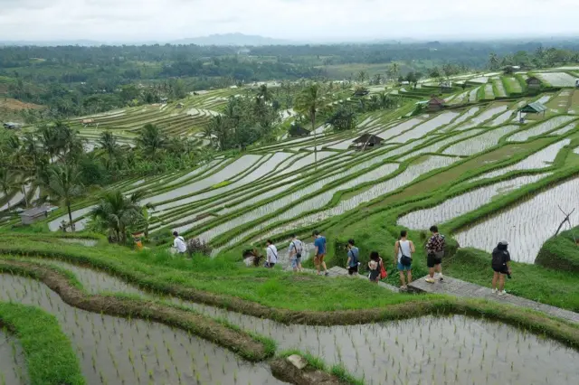 Sawah terasering di Desa Jatiluwih, Bali.