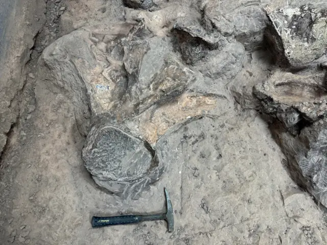 เปรียบเทียบขนาดกระดูกสันหลังกับขนาดของเครื่องมือขุดฟอสซิล