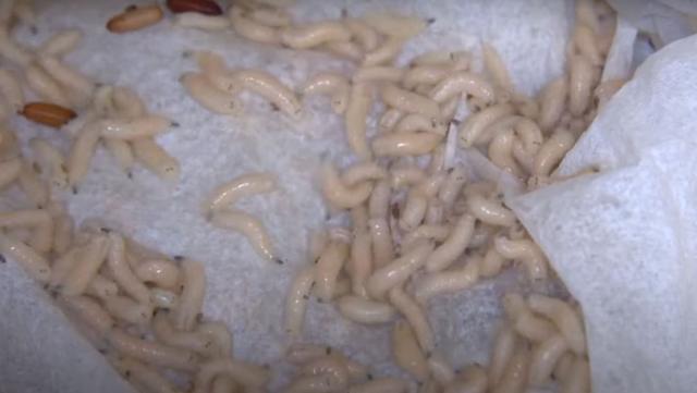 Larvasaplicativo de jogo blazeLucilia sericata