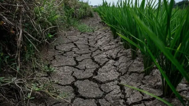 દુકાળ, ખેડૂત, ચોખા, બીબીસી, ગુજરાતી