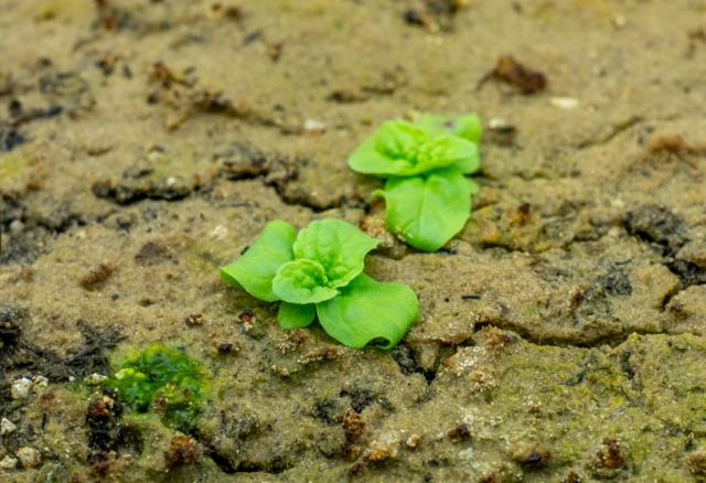 Uma planta1xbet é boasementes germinadas