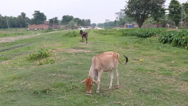 दशगजामा गाईगोरु