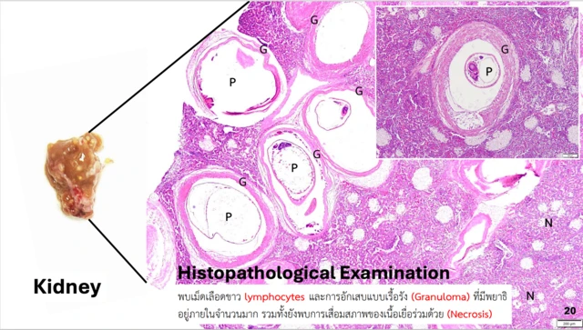รายงานของ สกสว. แสดงให้เห็นว่าภายอวัยวะภายในของปลาแค้ที่นำมาผ่าตรวจสอบ พบพยาธิในตับของมันเป็นจำนวนมาก