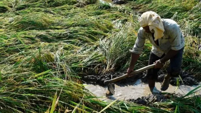 સંકલ્પ પત્ર, ચૂંડણી ઢંઢેરો, મહારાષ્ટ્ર, ભાજપ, ખેડૂત, ખેતી, ગુજરાત, ખેડૂત સહાય, વળતર