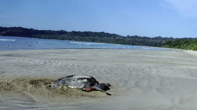 ग्रेट निकोबार बेटाच्या किनाऱ्यावर आलेलं जायंट लेदरबॅक समुद्री कासव 