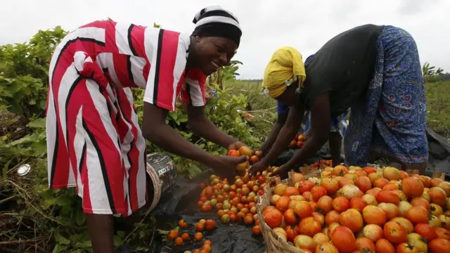 Women harvest tomatoes in Mondoukou, on the outskirts of Abidjan, Ivory Coast, a day before the International Day of Rural Women...