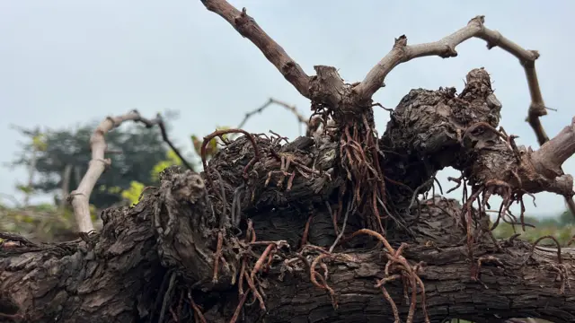 द्राक्ष बागांवर आलेल्या मुळ्या.