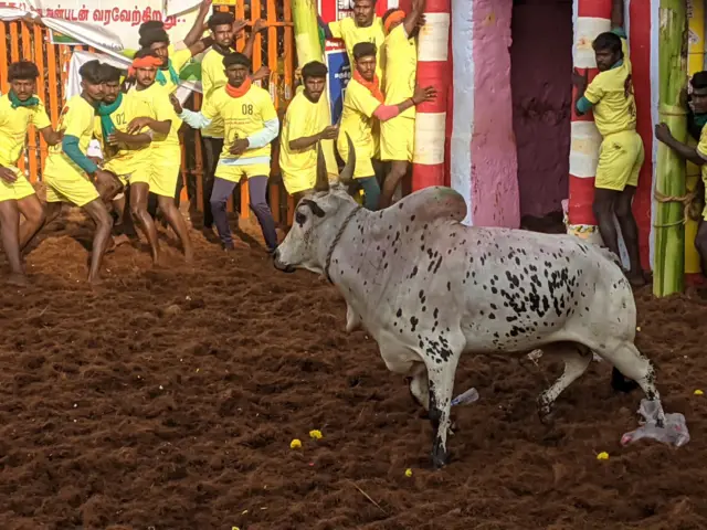பாலமேடு ஜல்லிக்கட்டு தொடங்கியது: திமிலை பிடித்த வீரரை சுழற்றி வீசிய காளை