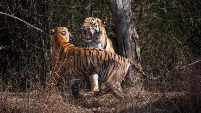 વાઘ, વન્યજીવન, પ્રાણીઓ, ગુજરાત, બીબીસી ગુજરાતી 