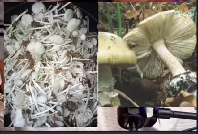 Aworan olu ọran ati olu ogogo