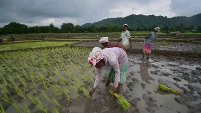 ਖੇਤੀਬਾੜੀ