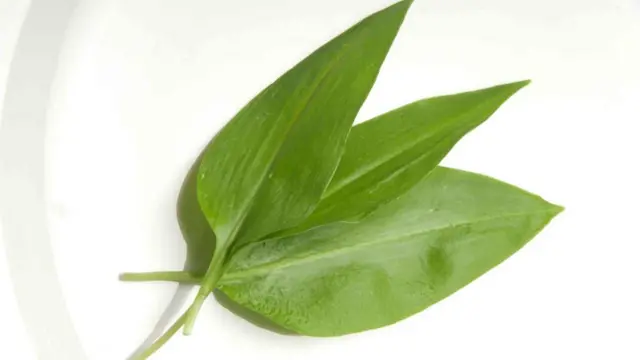 Листя черемши