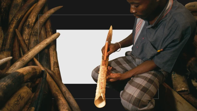 Man writing a date on ivory