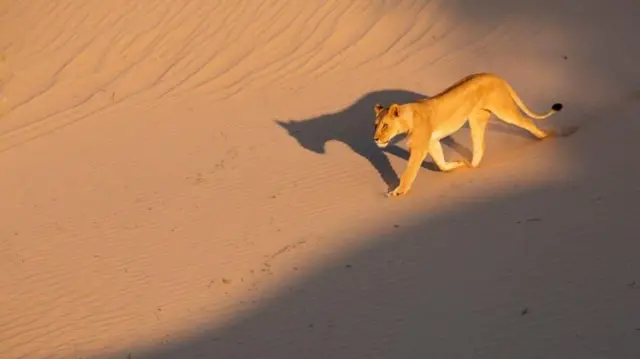 रेगिस्तानी शेर 