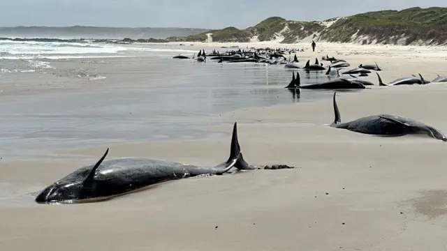 Sebanyak 157 paus terdampar di Pulau Tasmania, Australia.