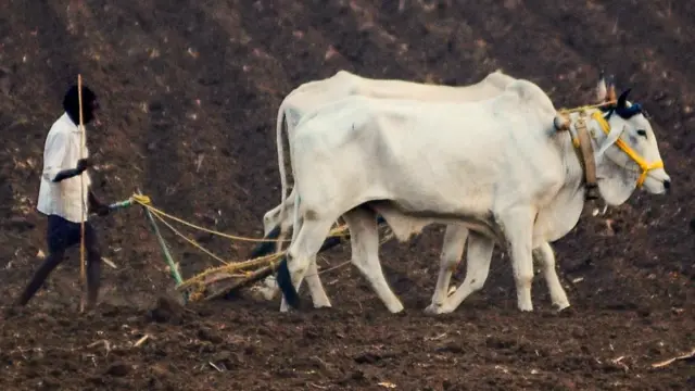 હવે ખેડૂતોને માત્ર એક ફોનથી મળશે હવામાન, પાકના ભાવ સહિતની માહિતી બીબીસી ગુજરાતી ગુજરાત ખેતી ખેડૂત વૈજ્ઞાનિક ખેતી ખેતર ખાતર પાણી ચોમાસું વરસાદ પાણી શિયાળો ઉનાળો તાપ પાક વાવેતર